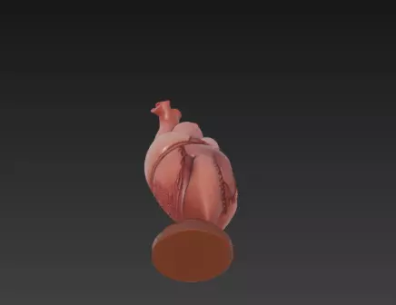 3D Human Heart Model Medical Health Concept 3D print model_13