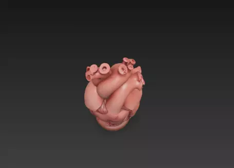 3D Human Heart Model Medical Health Concept 3D print model_9