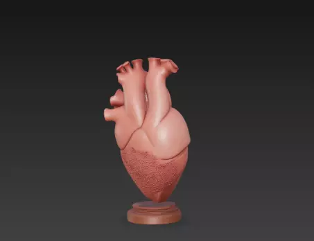 3D Human Heart Model Medical Health Concept 3D print model_3