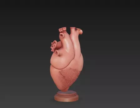 3D Human Heart Model Medical Health Concept 3D print model_4