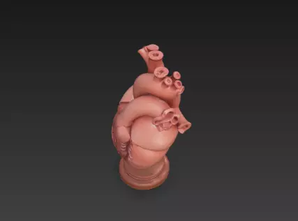 3D Human Heart Model Medical Health Concept 3D print model_10