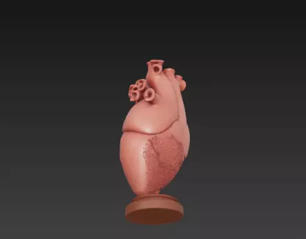 3D Human Heart Model Medical Health Concept 3D print model_11