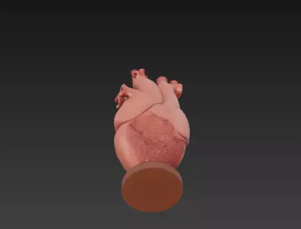 3D Human Heart Model Medical Health Concept 3D print model_12