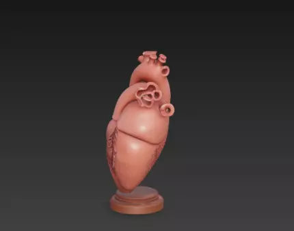 3D Human Heart Model Medical Health Concept 3D print model_6