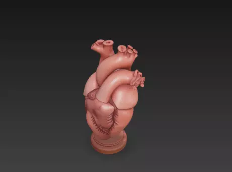 3D Human Heart Model Medical Health Concept 3D print model_8