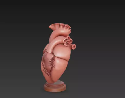 3D Human Heart Model Medical Health Concept 3D print model_7