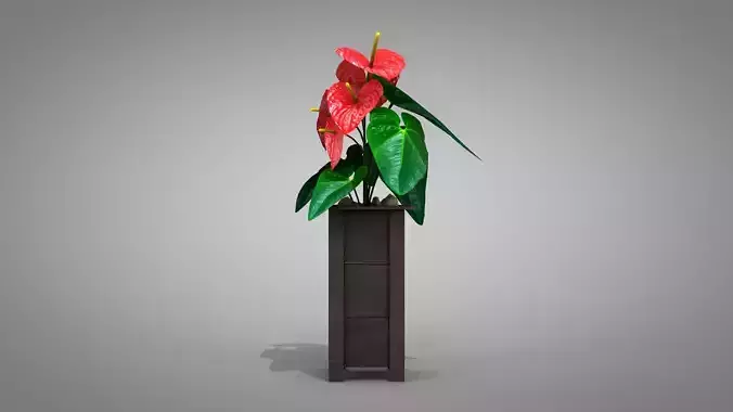 Vase Anthurium Plant 3D Model 3D model Vase Anthurium Plant 3D Model 3D model