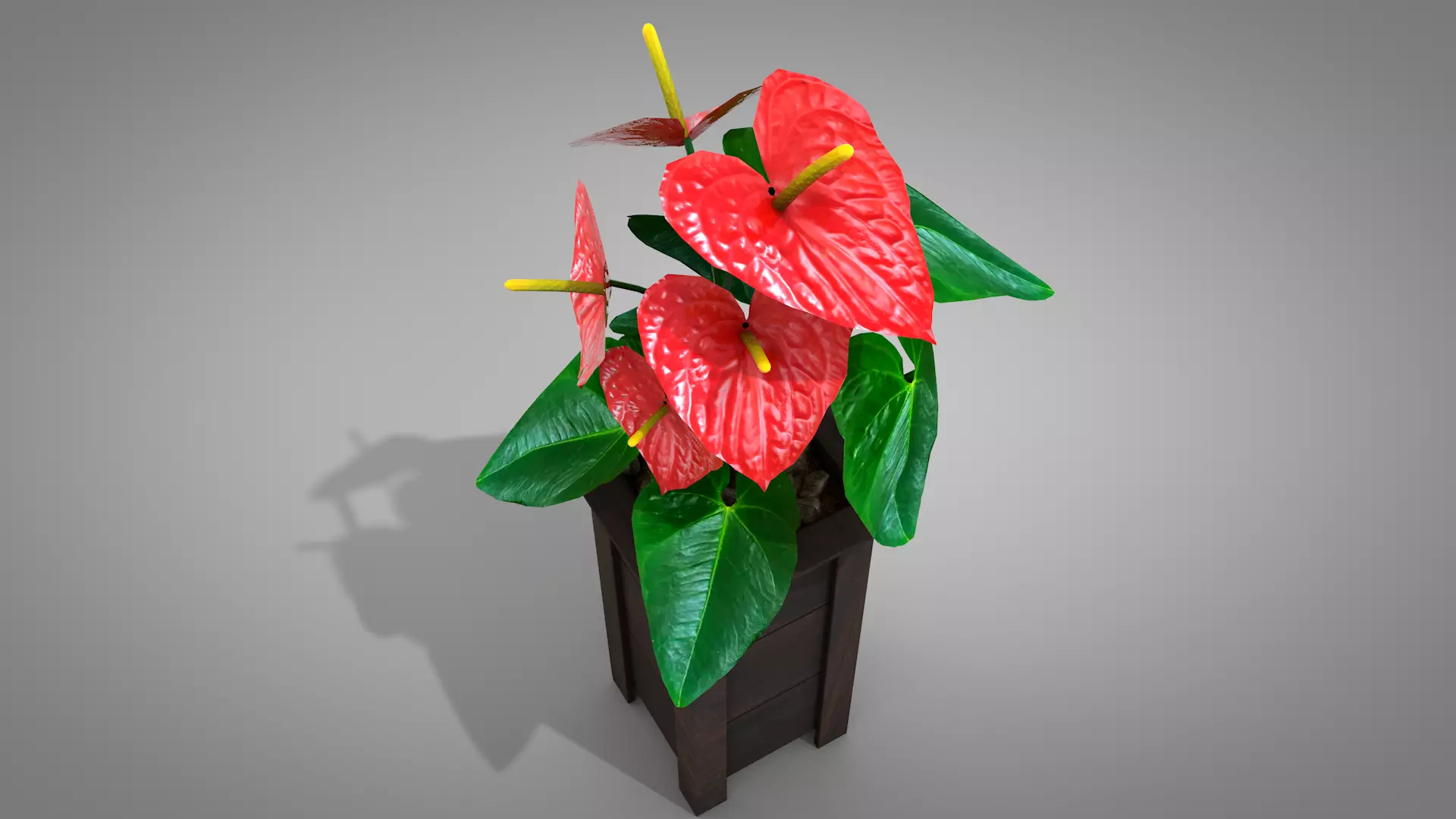Vase Anthurium Plant 3D Model 3D model_11