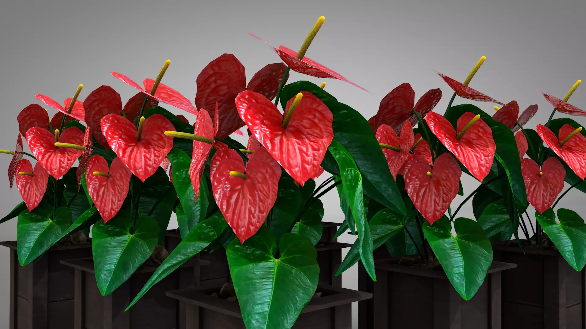 Vase Anthurium Plant 3D Model 3D model_3