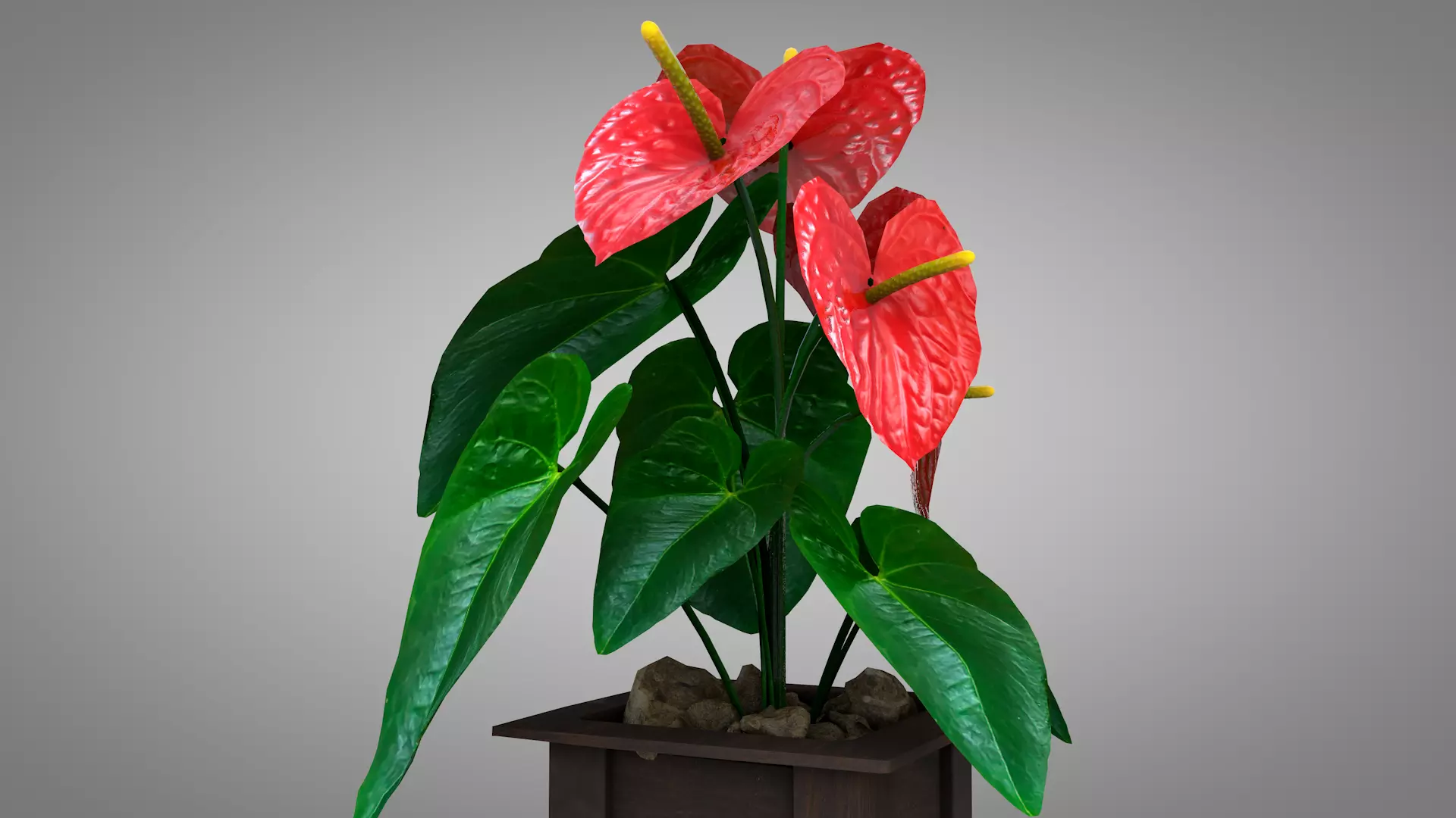 Vase Anthurium Plant 3D Model 3D model_2