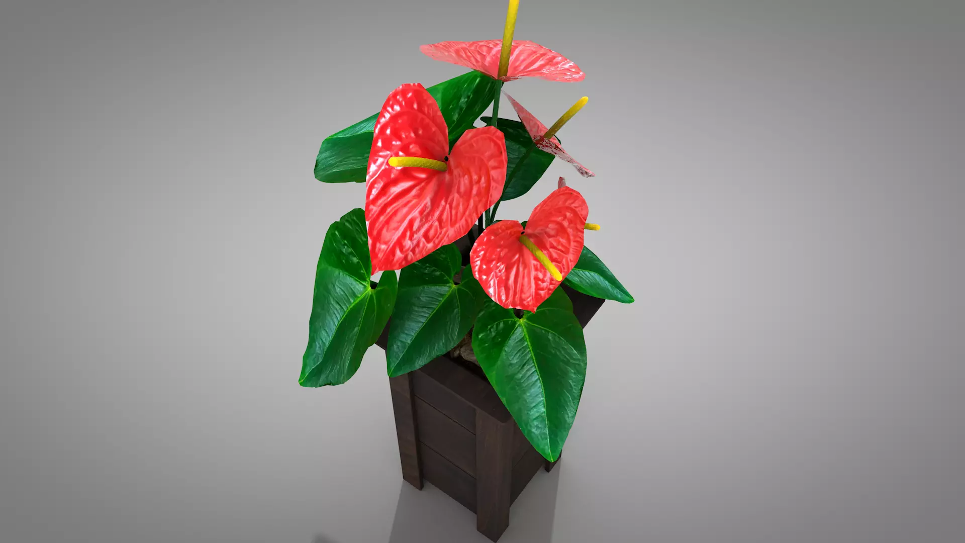 Vase Anthurium Plant 3D Model 3D model_1