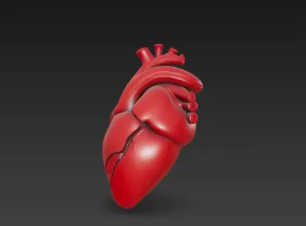3D Human Heart Model Medical Anatomy Concept 3D print model_10
