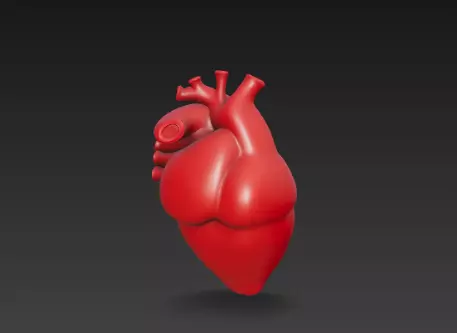 3D Human Heart Model Medical Anatomy Concept 3D print model_6