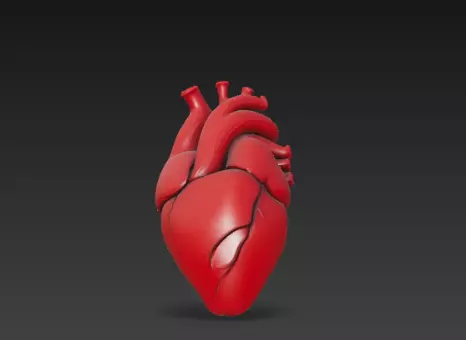 3D Human Heart Model Medical Anatomy Concept 3D print model_1