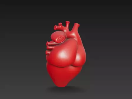 3D Human Heart Model Medical Anatomy Concept 3D print model_7