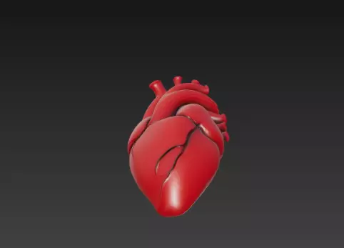 3D Human Heart Model Medical Anatomy Concept 3D print model_15