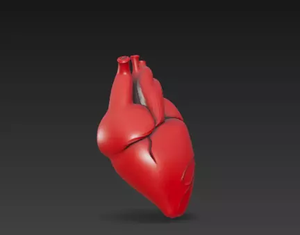 3D Human Heart Model Medical Anatomy Concept 3D print model_3