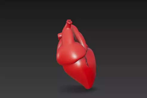3D Human Heart Model Medical Anatomy Concept 3D print model_4