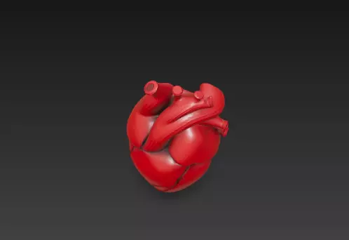 3D Human Heart Model Medical Anatomy Concept 3D print model_11