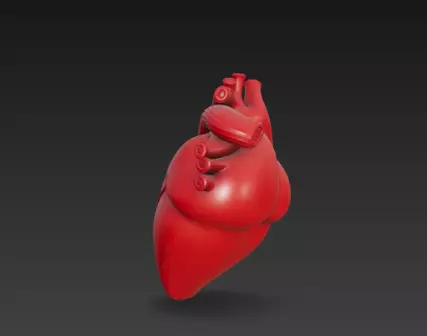 3D Human Heart Model Medical Anatomy Concept 3D print model_8
