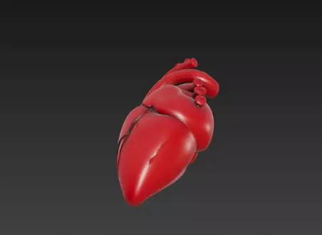 3D Human Heart Model Medical Anatomy Concept 3D print model_13