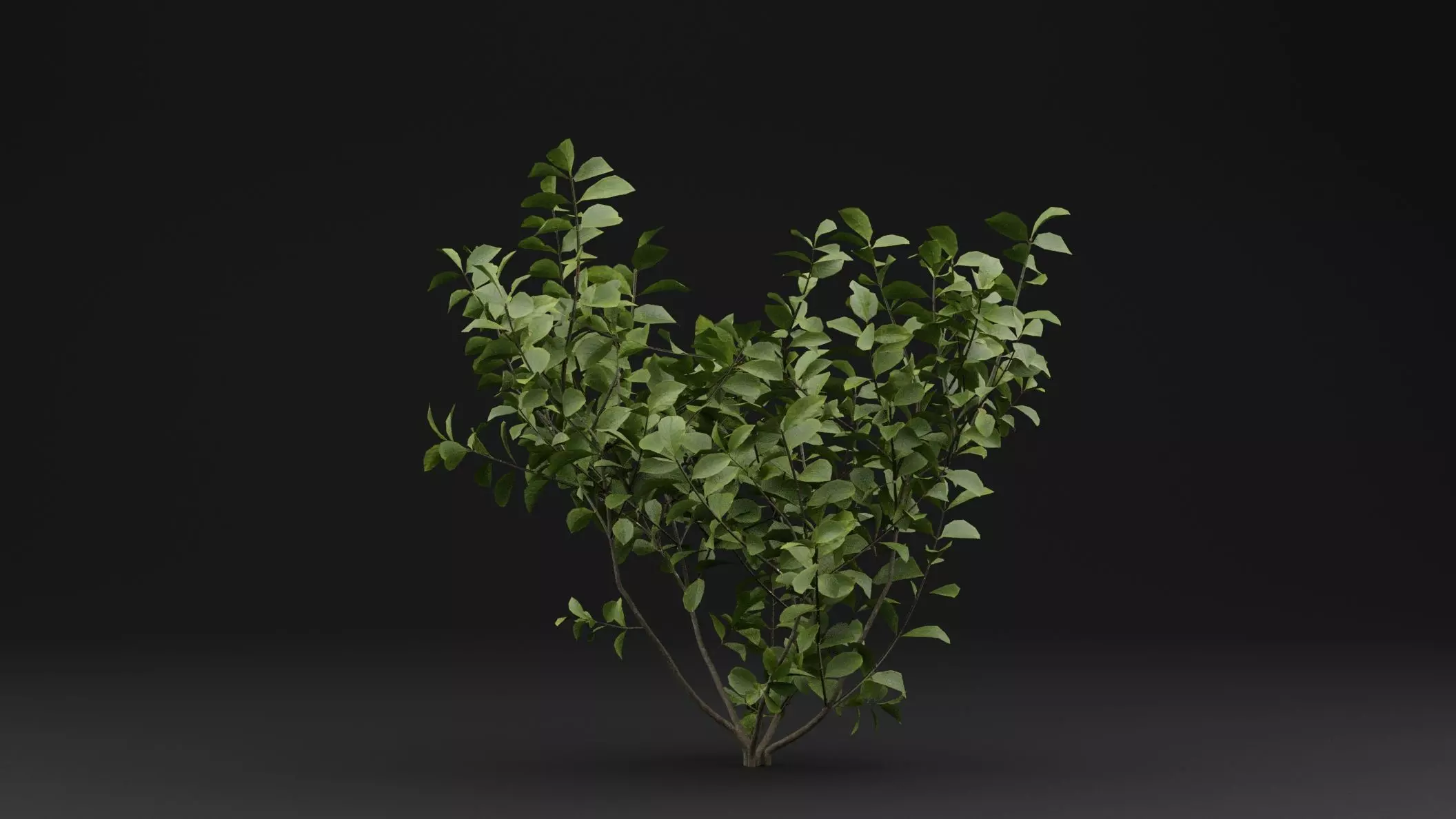 European Spindle Bush 3D model