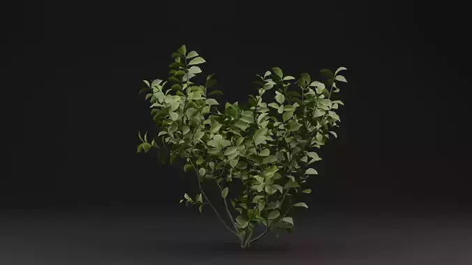 European Spindle Bush