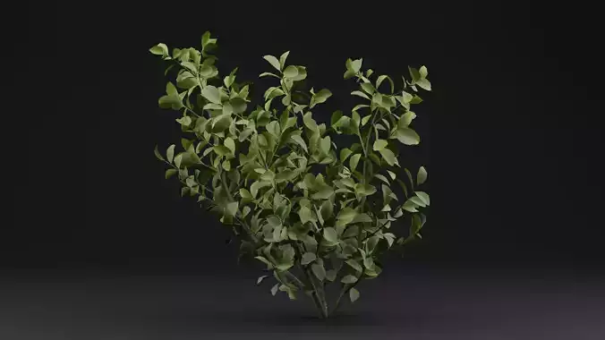 European Spindle Bush