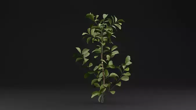 European Spindle Bush