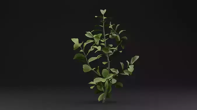 European Spindle Bush