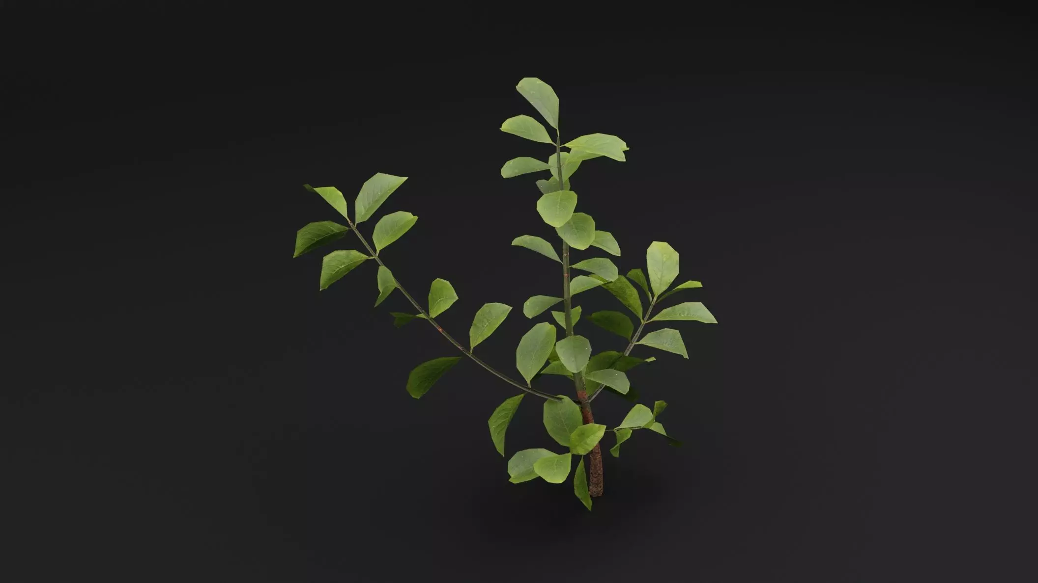 European Spindle Bush Low-poly 3D model_3