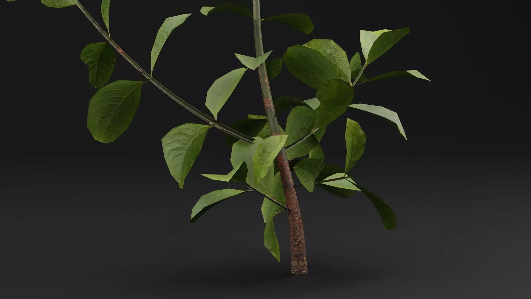 European Spindle Bush Low-poly 3D model_2