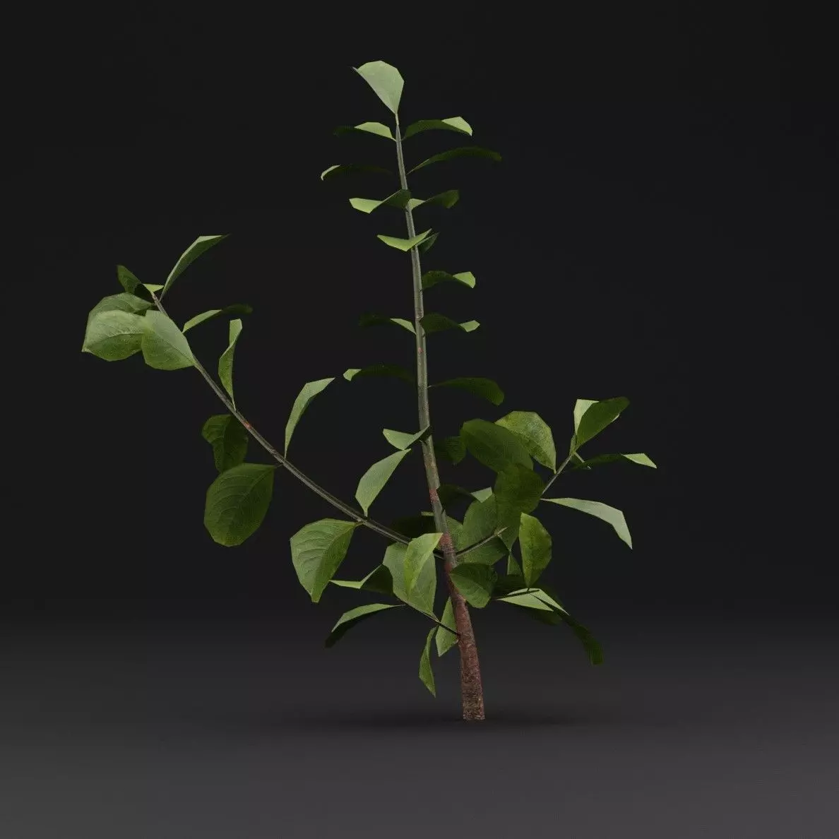 European Spindle Bush Low-poly 3D model_5