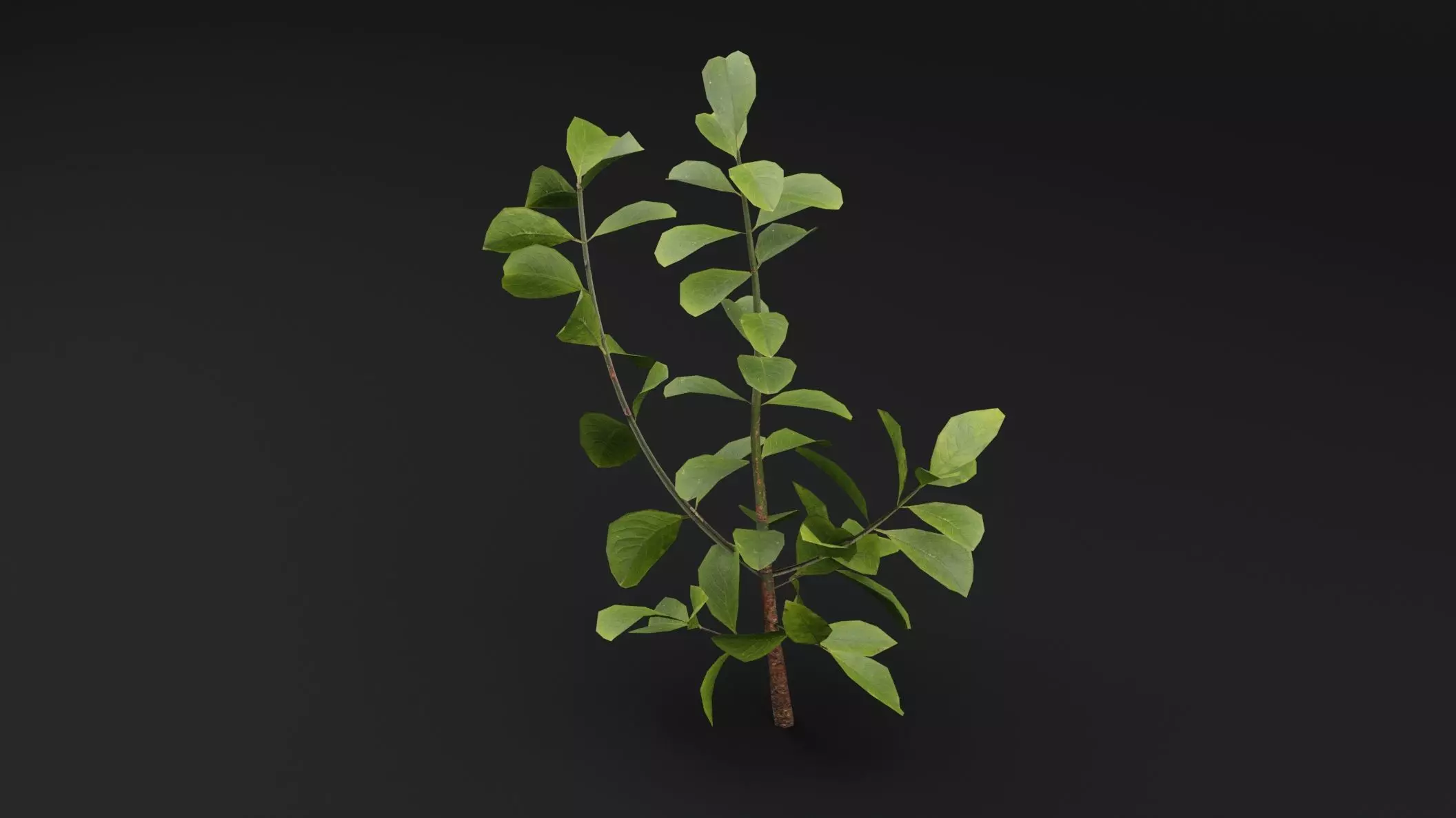 European Spindle Bush Low-poly 3D model_4