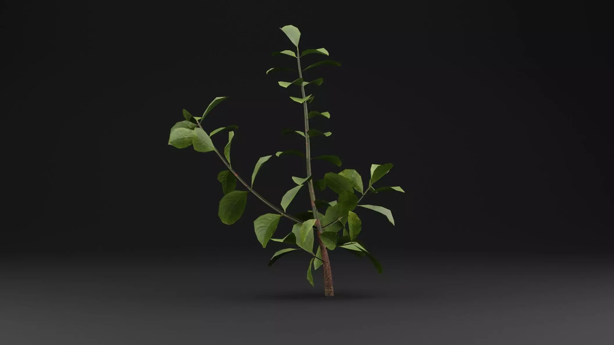 European Spindle Bush Low-poly 3D model_0