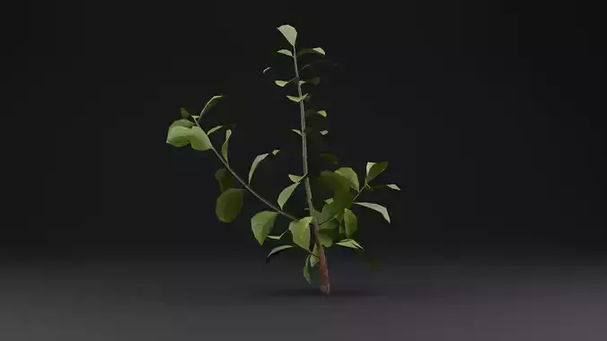 European Spindle Bush