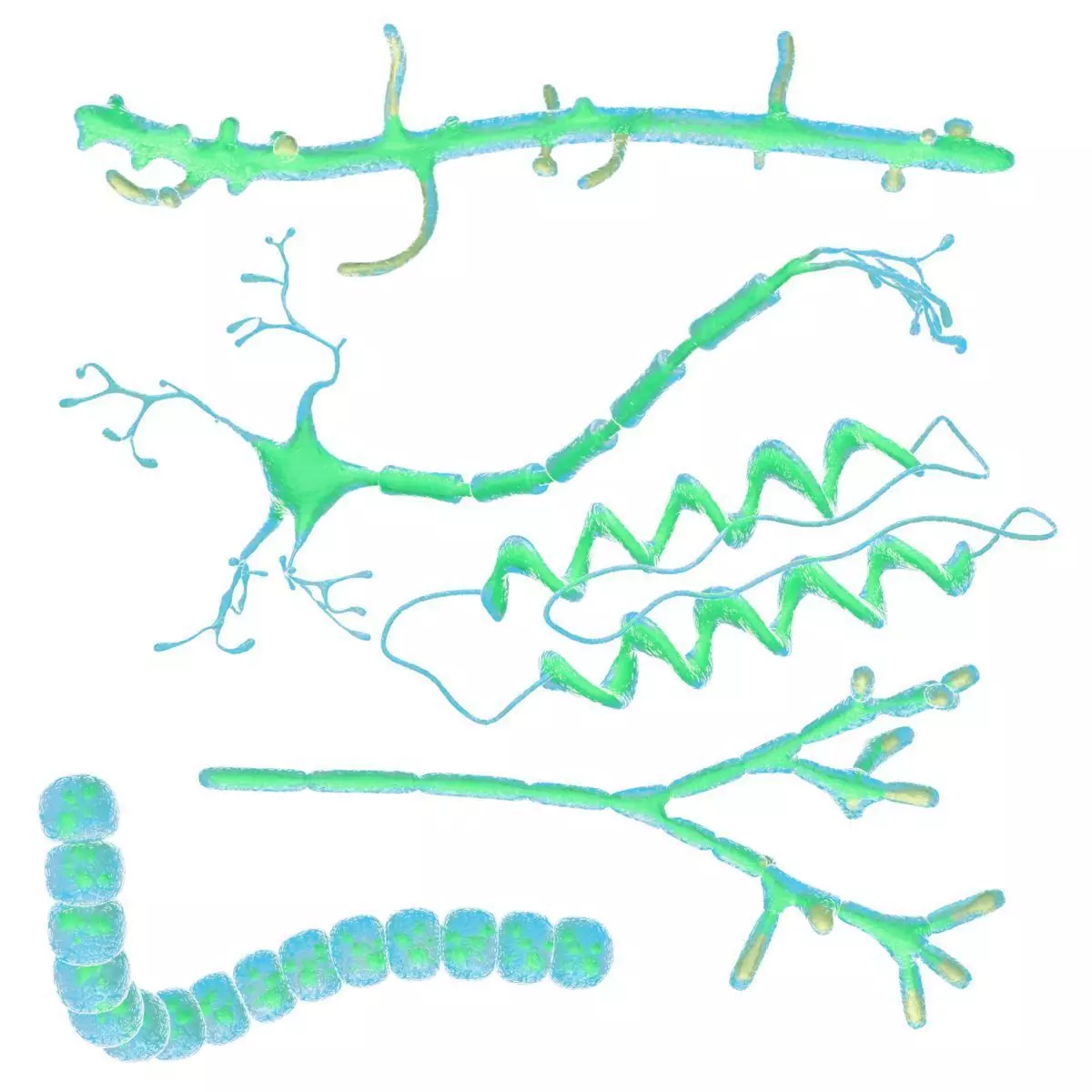 Animated microbes 11-15 Low-poly 3D model_0