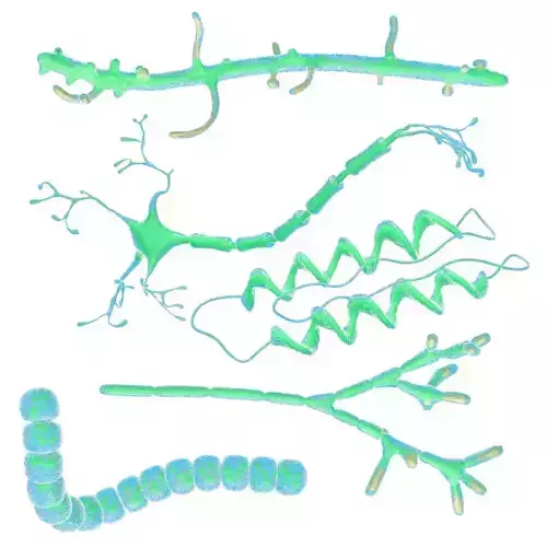 Animated microbes 11-15 Low-poly 3D model Animated microbes 11-15 Low-poly 3D model