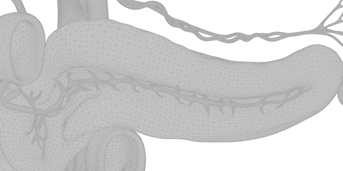 Detailed Human Pancreas Kidney Gall Bladder 3D Model 3D model_13
