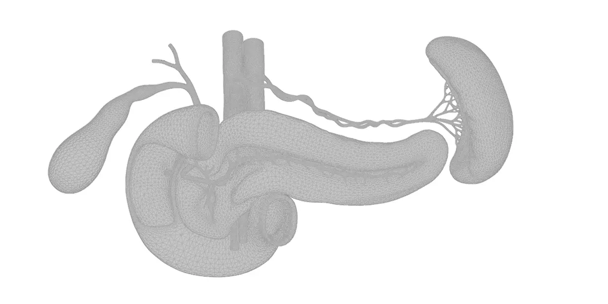Detailed Human Pancreas Kidney Gall Bladder 3D Model 3D model_10