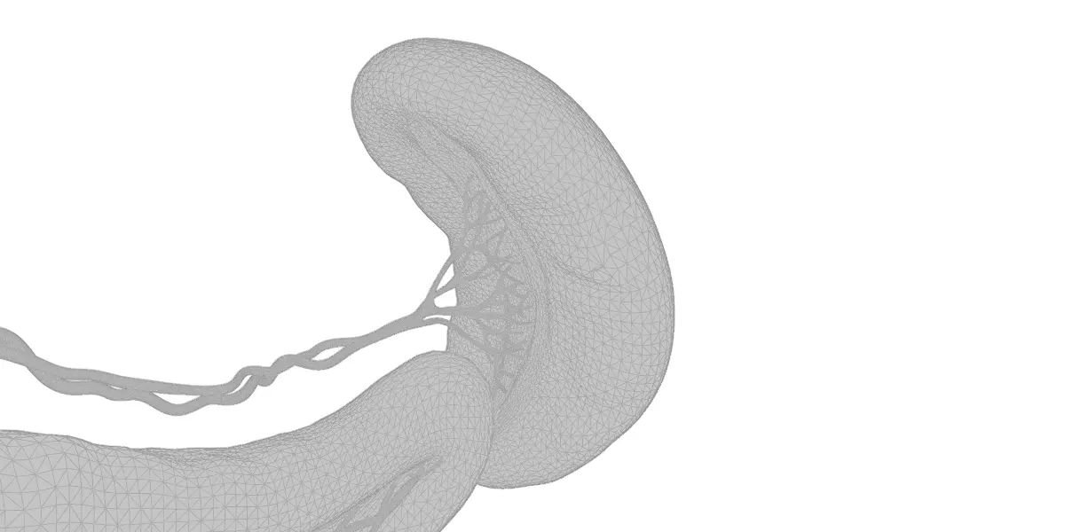 Detailed Human Pancreas Kidney Gall Bladder 3D Model 3D model_14