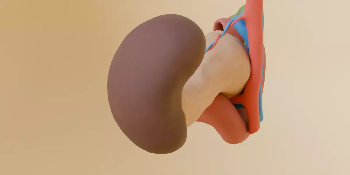 Detailed Human Pancreas Kidney Gall Bladder 3D Model 3D model_6