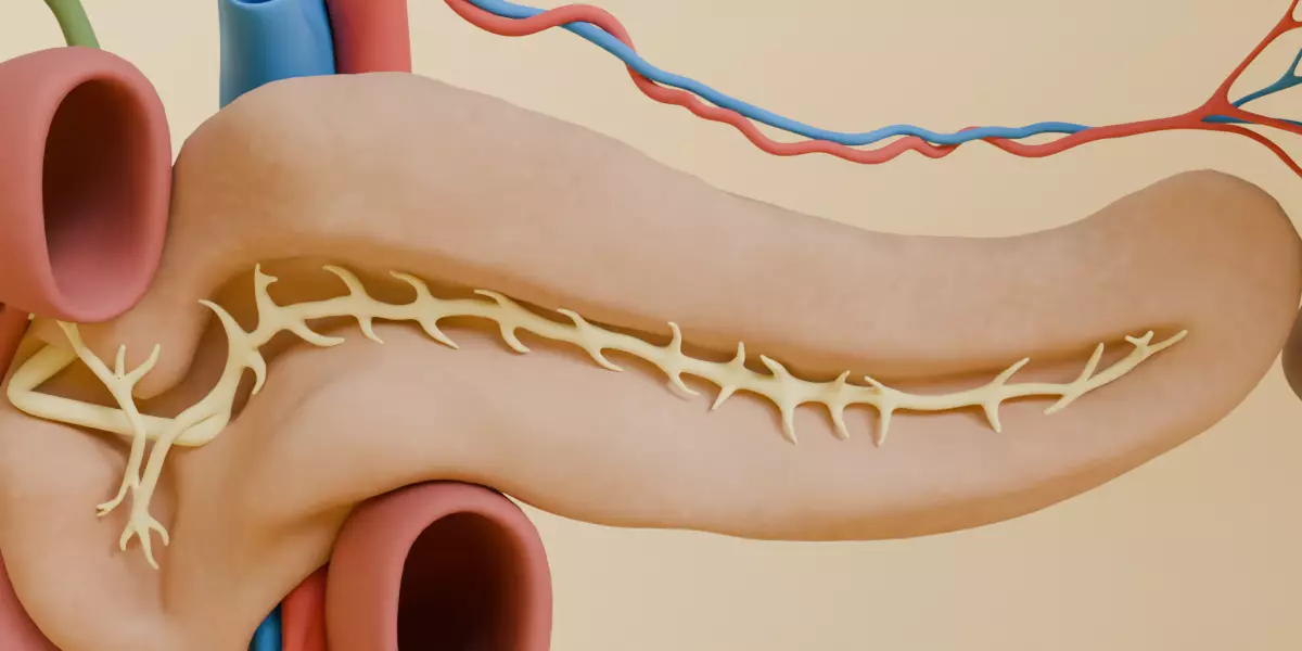 Detailed Human Pancreas Kidney Gall Bladder 3D Model 3D model_4