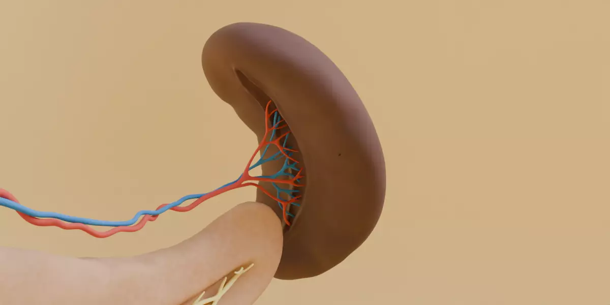 Detailed Human Pancreas Kidney Gall Bladder 3D Model 3D model_5