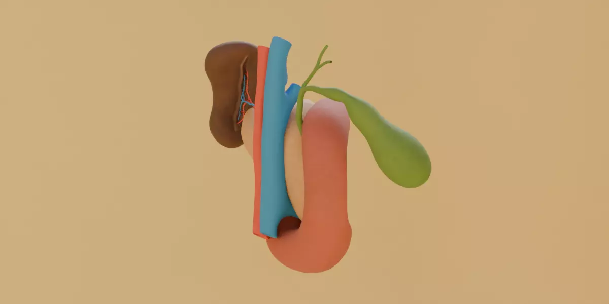 Detailed Human Pancreas Kidney Gall Bladder 3D Model 3D model_8