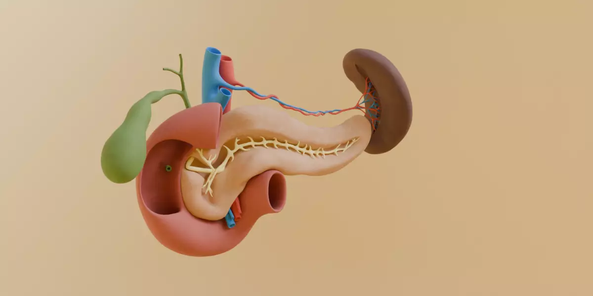 Detailed Human Pancreas Kidney Gall Bladder 3D Model 3D model_9