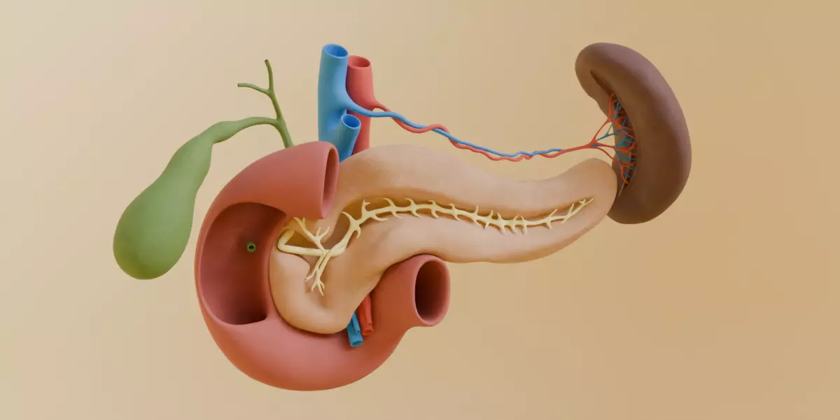 Detailed Human Pancreas Kidney Gall Bladder 3D Model 3D model_0