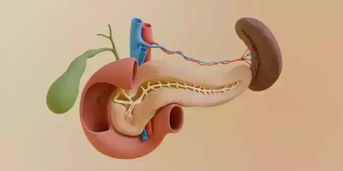 Detailed Human Pancreas Kidney Gall Bladder 3D Model
