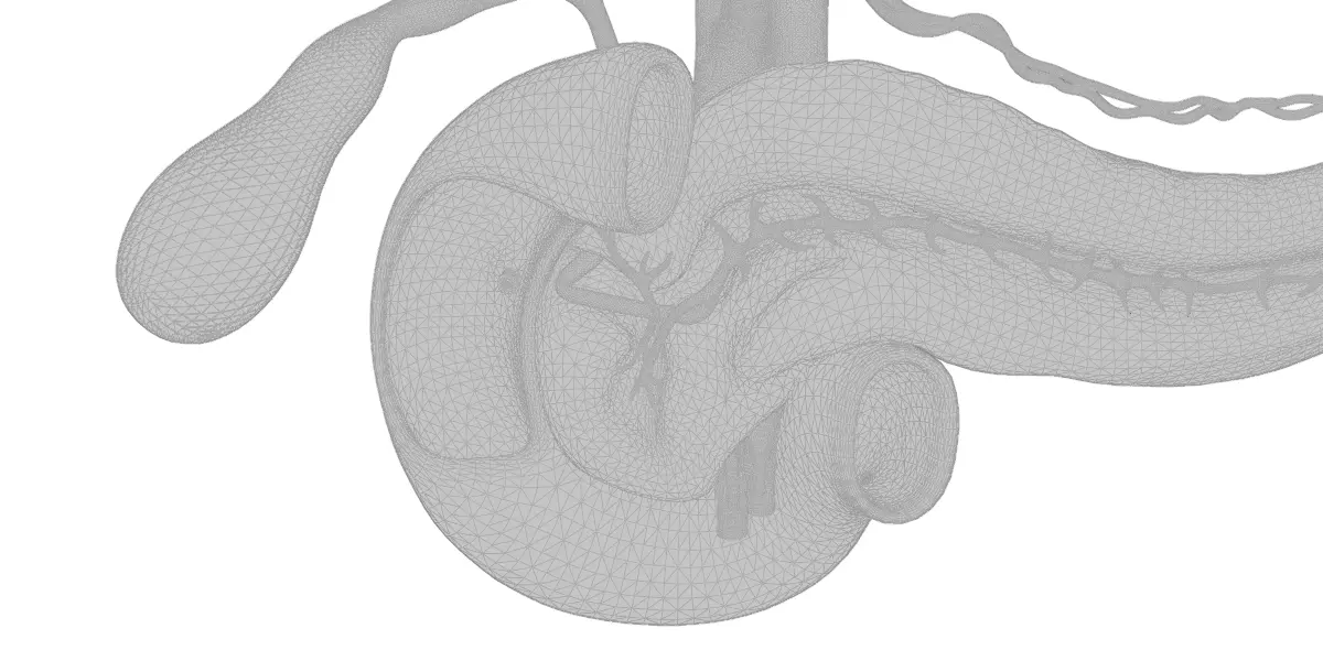 Detailed Human Pancreas Kidney Gall Bladder 3D Model 3D model_12