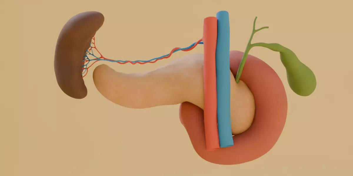 Detailed Human Pancreas Kidney Gall Bladder 3D Model 3D model_7